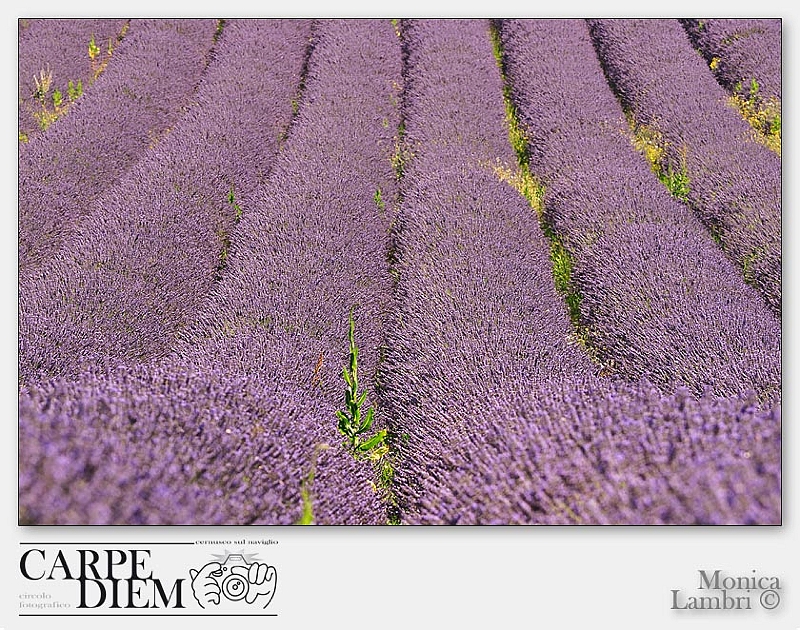 Tappeto di lavanda.jpg